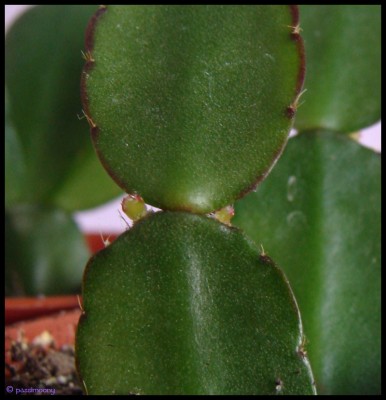 tiefrot2.jpg