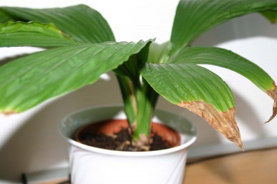 Palme.jpg