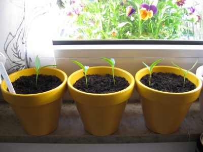 06.05.09.JPG