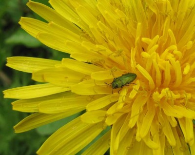 Glänzender Blütenprachtkäfer (Anthaxia nitidula).JPG