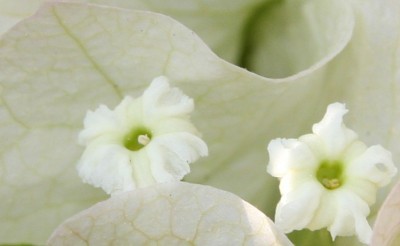 Makro Bougainvillea weiss.jpg