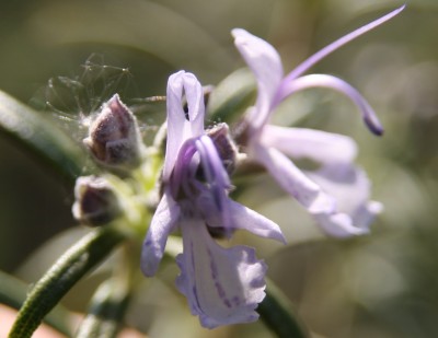 Makro - Rosmarinblüte - 07.05.2009.jpg