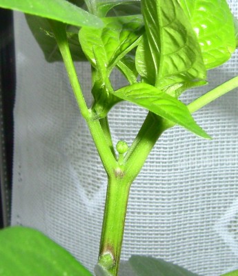 LPIC5390.JPG