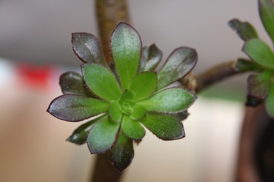 Aeonium arboreum - 07.05.2009 - 1.jpg