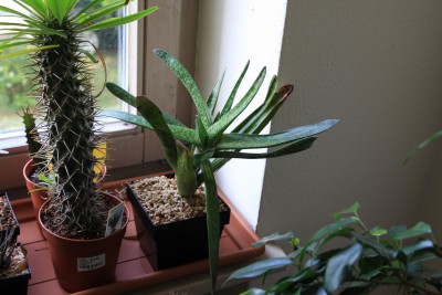 Aloe variegata - 07.05.2009.jpg