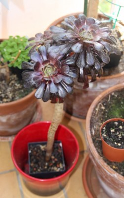 Aeonium arboreum atropurpureum - 07.05.2009 - 1.jpg