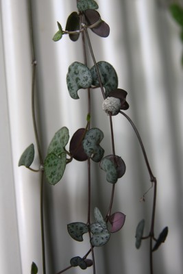Ceropegia woodii - 07.05.2009 - 1.jpg