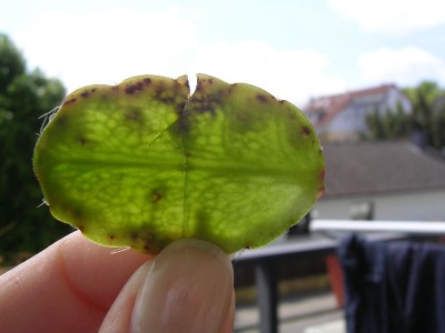 SANY0110.jpg