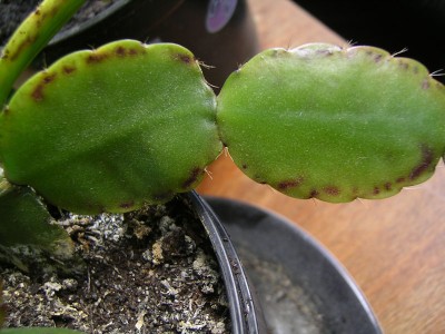 SANY0101.jpg