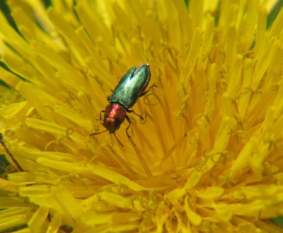 Glänzender Blütenprachtkäfer (Anthaxia nitidula)-w-3.JPG