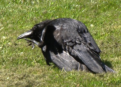 07.05.09 nicht kratzen...waschen.jpg