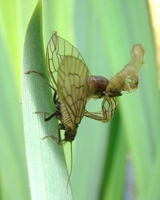 07.05.09 zum aus der haut fahren.jpg