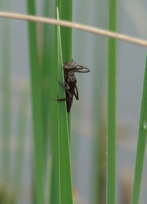 01.05.09 larve.jpg