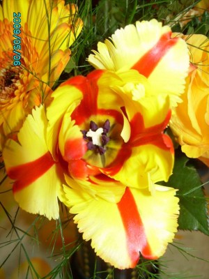 PICT0051.JPG