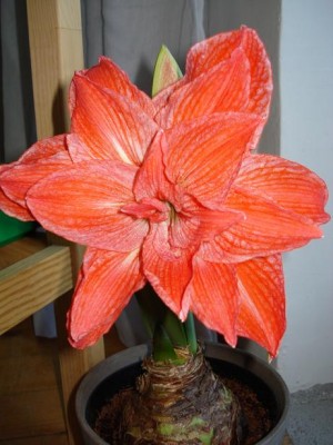 Amaryllis.jpg