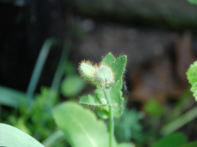 dsc_4857.jpg
