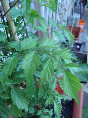 DSC01372.jpg