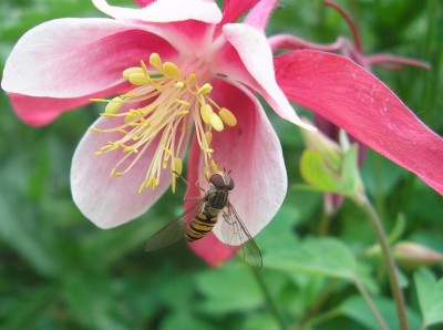 schwebfliege.JPG