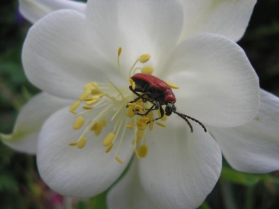 hähnchen.JPG