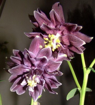 07.05.09 barlow at night1.jpg