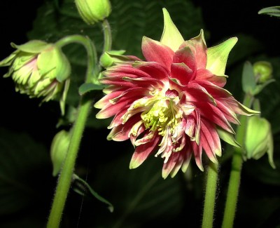 07.05.09 barlow at night4.jpg