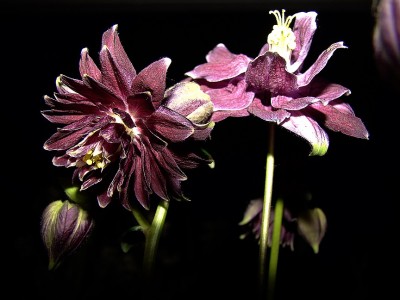 07.05.09 barlow at night0.jpg