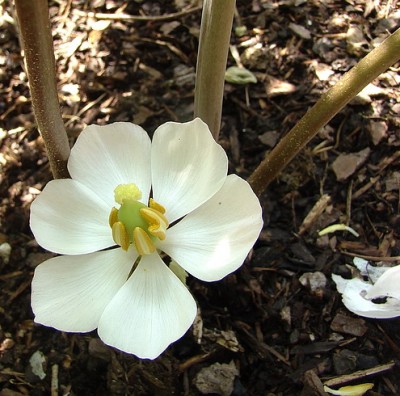 01.05.09 podophyllum hexandrum.jpg