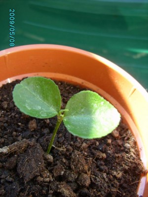 PICT0101.JPG