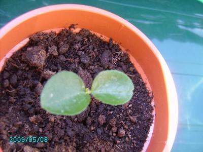 PICT0100.JPG