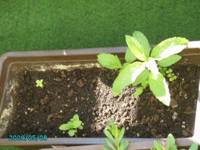 PICT0105.JPG