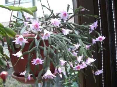 CIMG5435_Bildgröße ändern.JPG