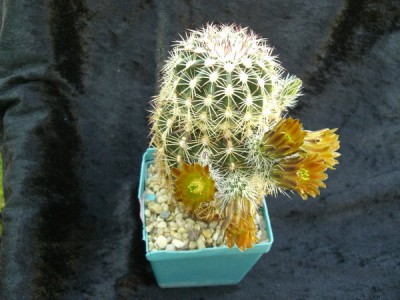 CIMG5448_Bildgröße ändern.JPG