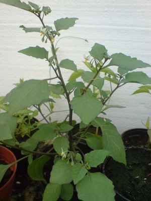 DSC00179.JPG