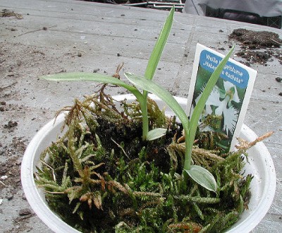 Vogelblume3 08.05.09.jpg