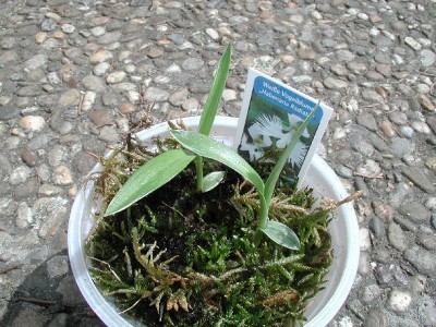 Vogelblume5 08.05.09.jpg