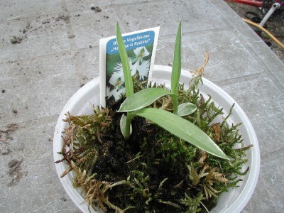 Vogelblume1 08.05.09.jpg