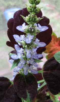 IMG_1051 Buntnessel.jpg