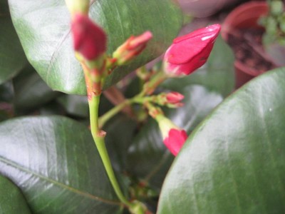 IMG_5382.JPG
