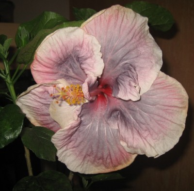 Luscious Beauty.JPG
