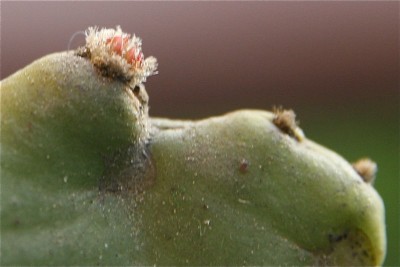Opuntia.jpg