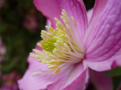 Clematis montana ´Rubens´.JPG