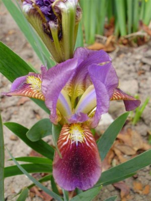 Iris b. nana `Cherry Spot`.JPG