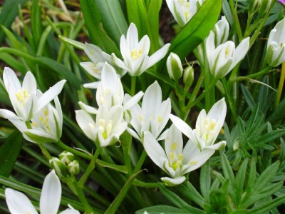 Ornithogalum.JPG