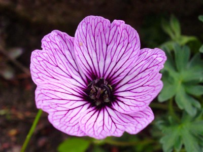 Geranium cinereum 'Ballerina'.JPG