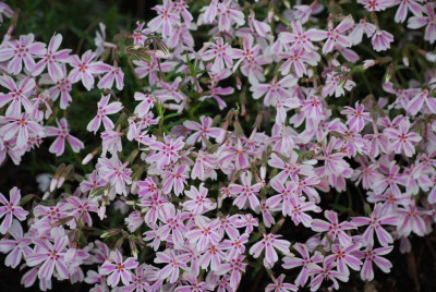 Phlox_gestreift.jpg