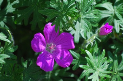 Geranium_2.jpg