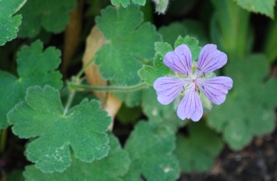 Geranium_1.jpg