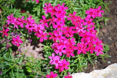 Polsterphlox_pink.jpg