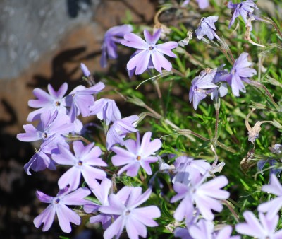 Polsterphlox_lila.jpg