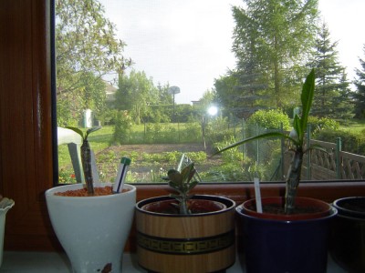 Plumeria und Adenium.jpg